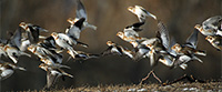 flock of snow buntings taking flight